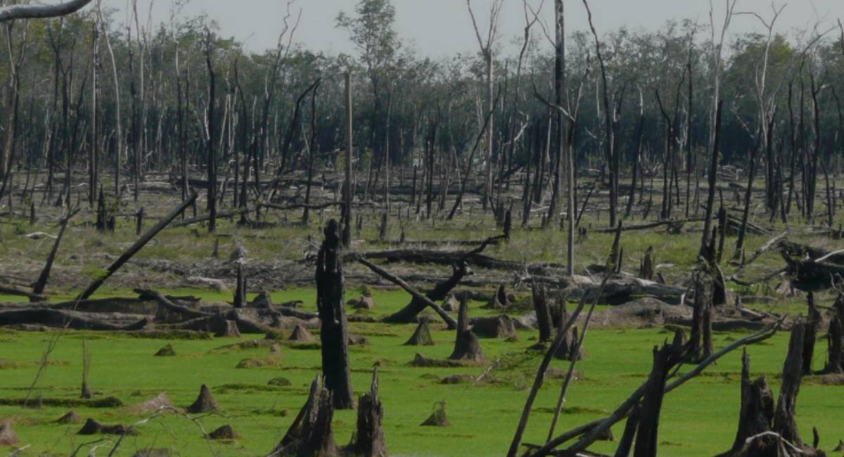 Hasta el 47 por ciento de la Amazonia podría colapsar y desaparecer en 2050