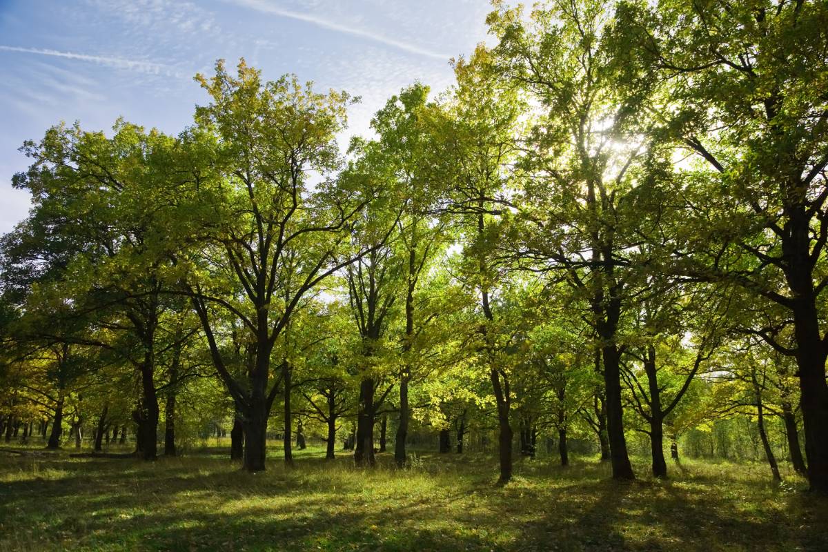 Bosques: nuevo estudio muestra su potencial para combatir al cambio climático