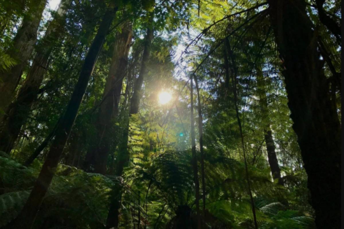 Día Mundial del Medio Ambiente: Los 17 países megadiversos del mundo de la A a la Z