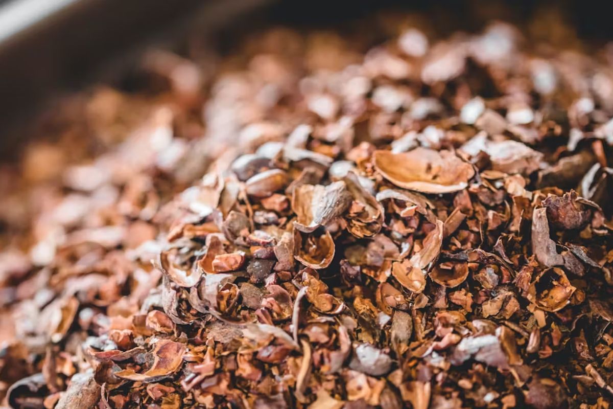 Cascarilla de cacao, de residuo de la industria chocolatera a materia prima para la obtención de bioplásticos