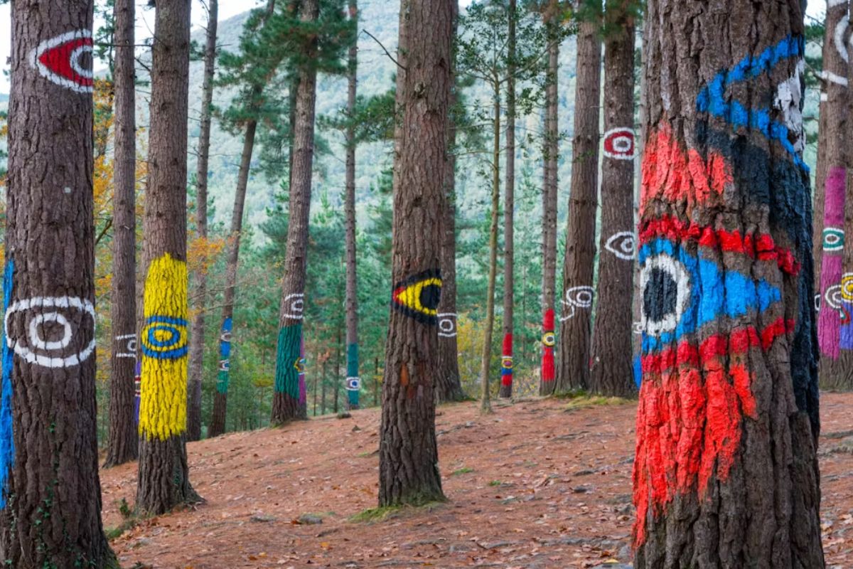 Maneras de mirar un bosque