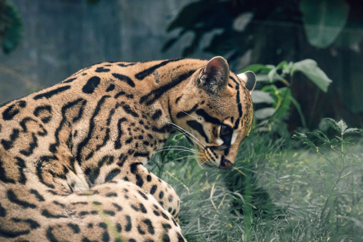 COP16: ¿Pueden empresas y gobiernos cambiar el rumbo de la pérdida de naturaleza?