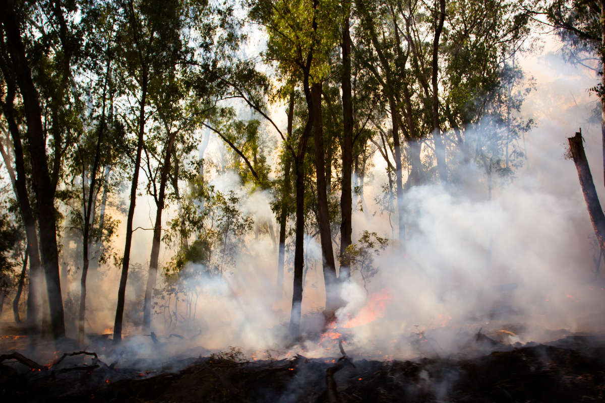 ¿Puede la vegetación recuperarse por sí sola después de un gran incendio?